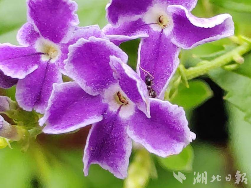天宝博